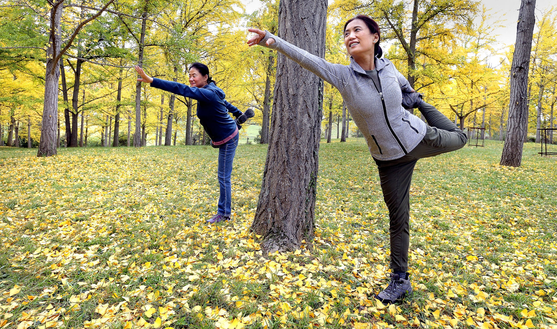 Ginkgo Grove